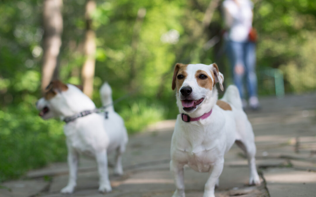Asfalto bollente ed ustioni delle zampe nei cani: come curarle (e prevenirle)