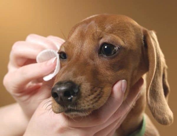 Occhi rossi nel cane: cause, sintomi, cura e rimedi naturali