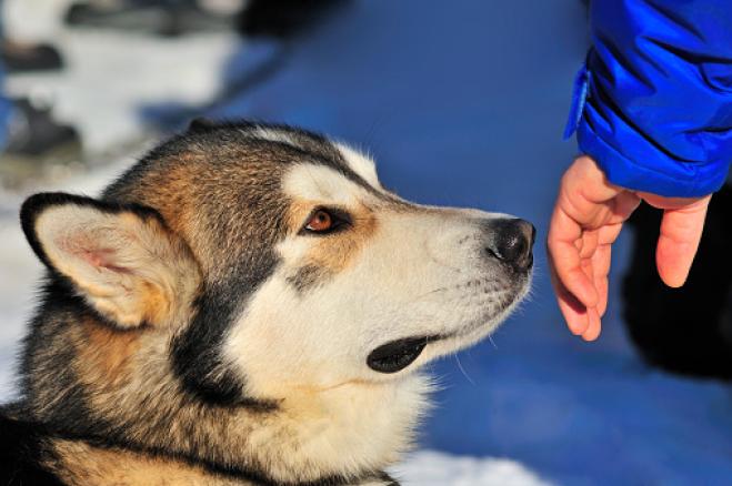 I cani riescono a fiutare le persone cattive: lo rivela uno studio