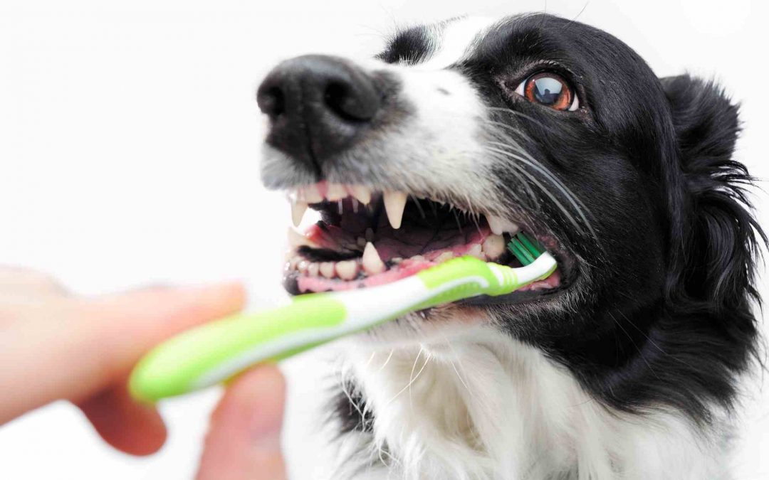 Pulizia dei denti al cane
