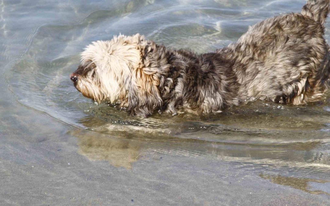 Quali sono gli Effetti negativi dell’acqua di mare per il cane