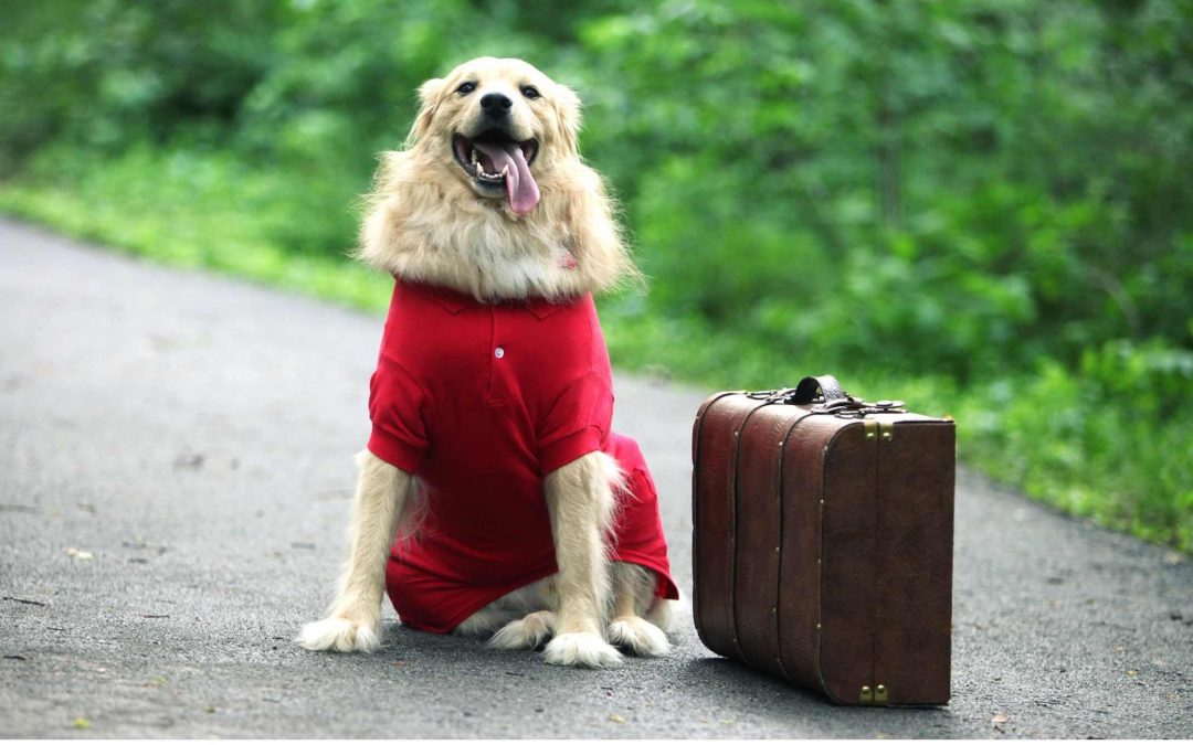 viaggiare con il cane
